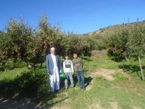 Une production record de la pomme à Yabous ...Khenchela...