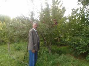 Une production record de la pomme à Yabous ...Khenchela...