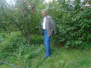 Une production record de la pomme à Yabous ...Khenchela...