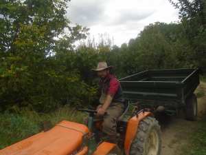 Une production record de la pomme à Yabous ...Khenchela...