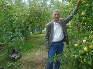 Une production record de la pomme à Yabous ...Khenchela...