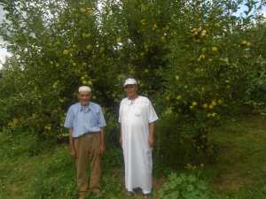 Une production record de la pomme à Yabous ...Khenchela...
