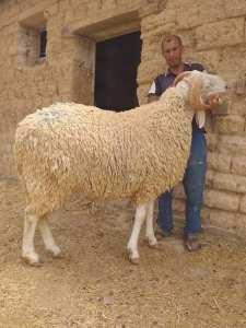 LA MEILLEUR RACE DE MOUTON DU MONDE, LA RACE DE OULED DJELLAL, BISKRA