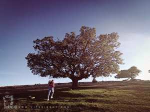 Chêne dans une forêt de Ain Ghoraba