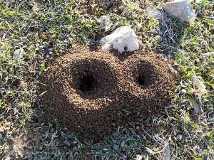 Fourmilière dans une foret de Ain Ghraba