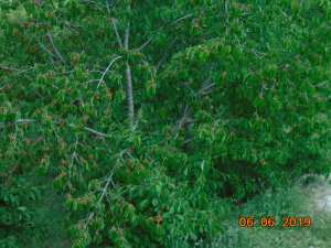 الطبيعة بجبال شليا مع فصل الربيع