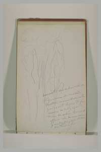 Groupe d'arbres, et annotations