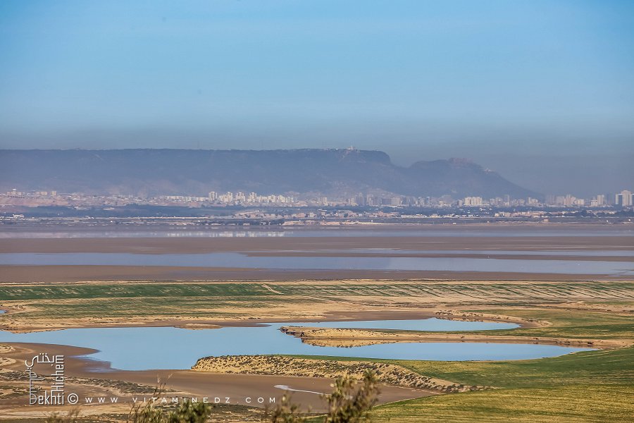 La faune et la flore de la Grande Sebkha d'Oran