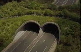 Planète (Europe/France) - Ecoponts, écoducs… Ils permettent aux animaux de traverser l’autoroute en sécurité