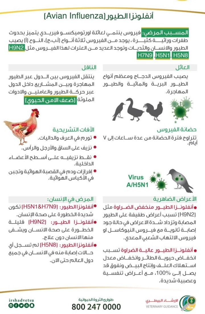 معلومات حول انفلونزا الطيور