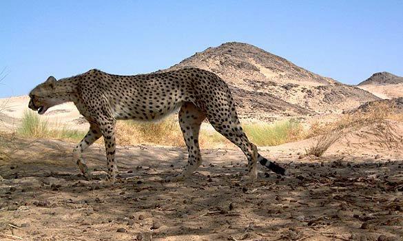 le guépard du Tassili