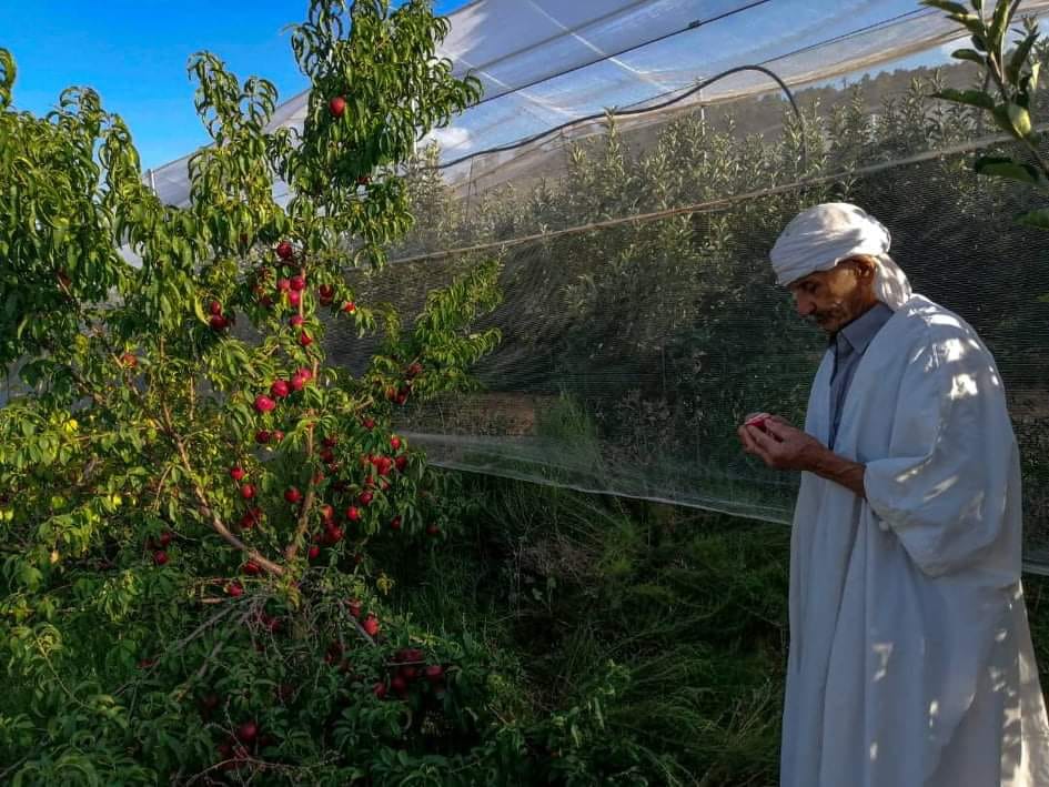 الحاج سرحاني حمة الطيب