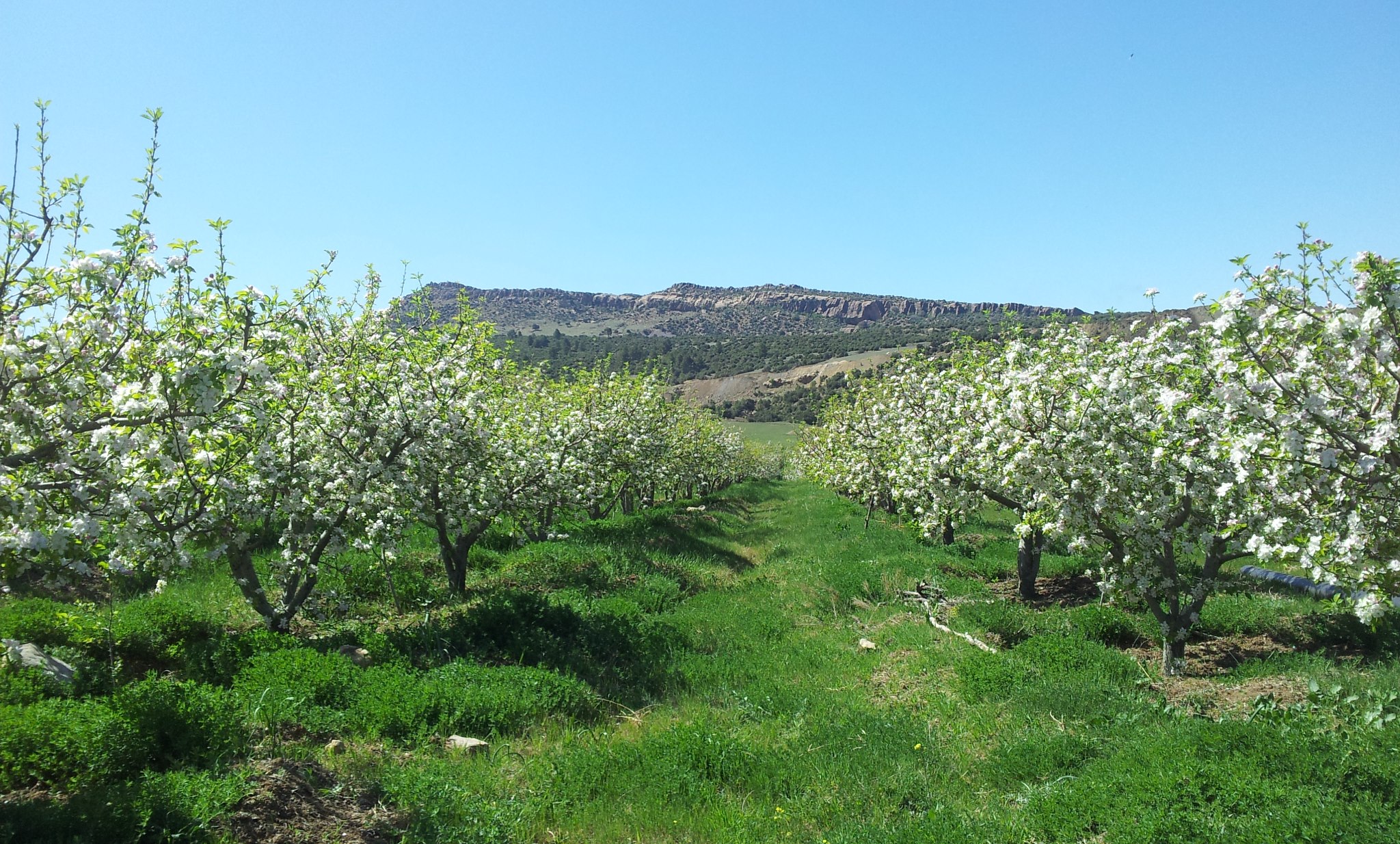 الطبيعة في فصل الربيع بيابوس.