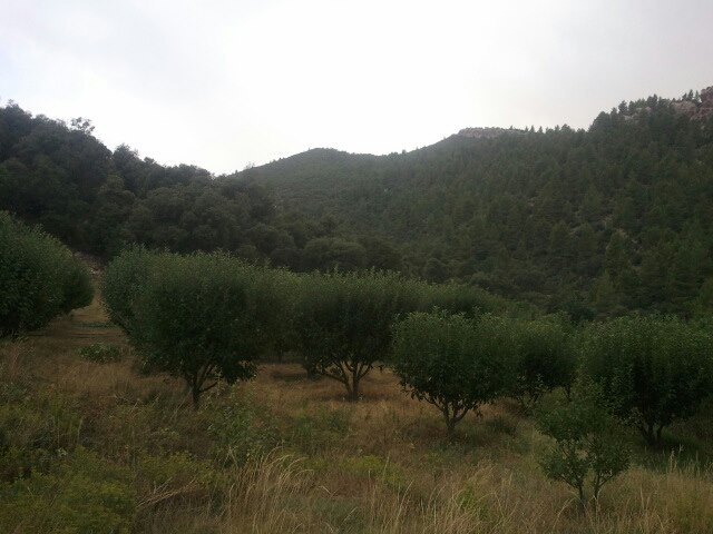 بستان لاشجار التفاح وسط جبال شليا