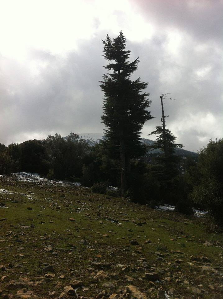 تستقط الثلوج بجبل شيليا في فصل الشتاء تعطى للطبيعة جمال على جمال