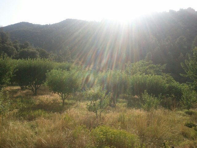 الكانطينة وانتاج التفاح