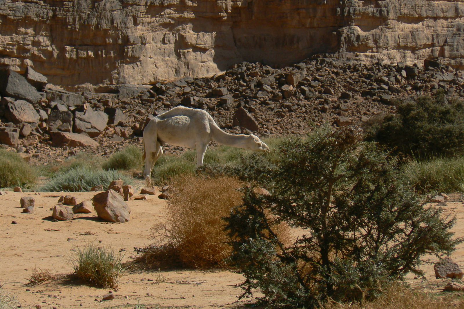 Illizi- TIFERTESIN à ESSENDILENE