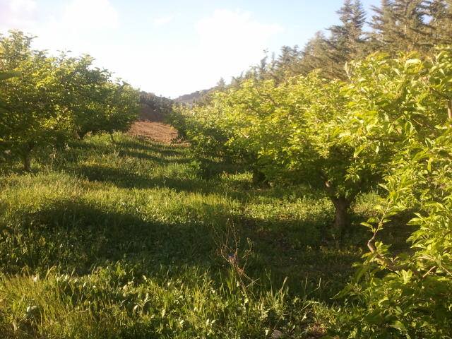 Le printemps reveille la nature
