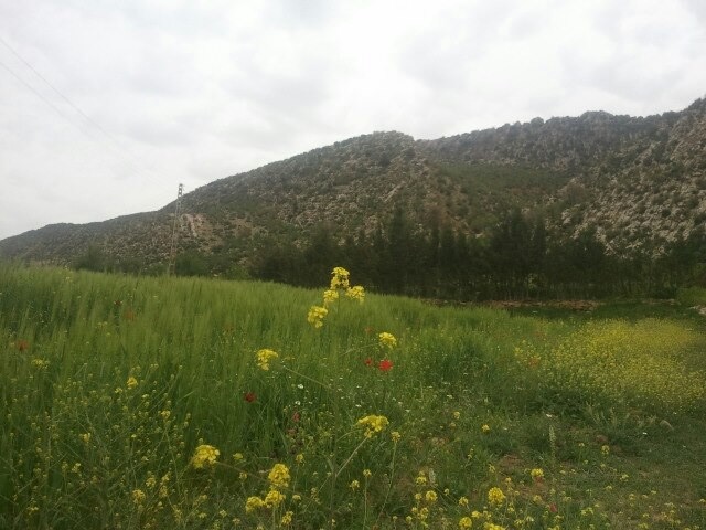 La saison du Printemps à Yabous