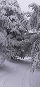 الثلوج تغطي قمة جبل شيليا في عز الربيع.