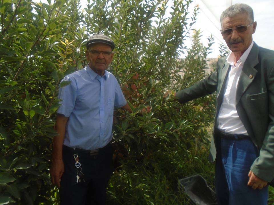 Une production record de la pomme à Yabous ...Khenchela...