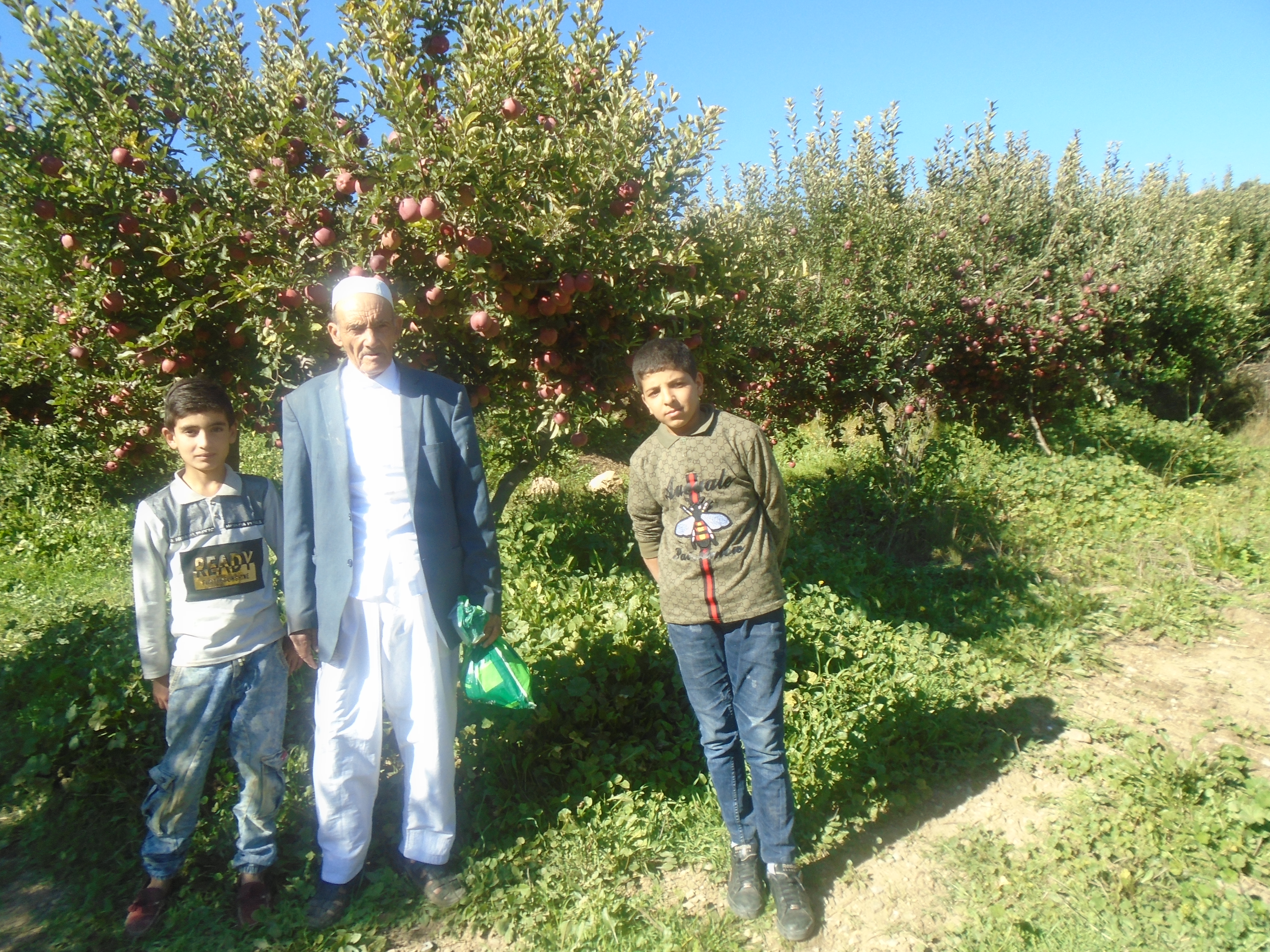 Une production record de la pomme à Yabous ...Khenchela...