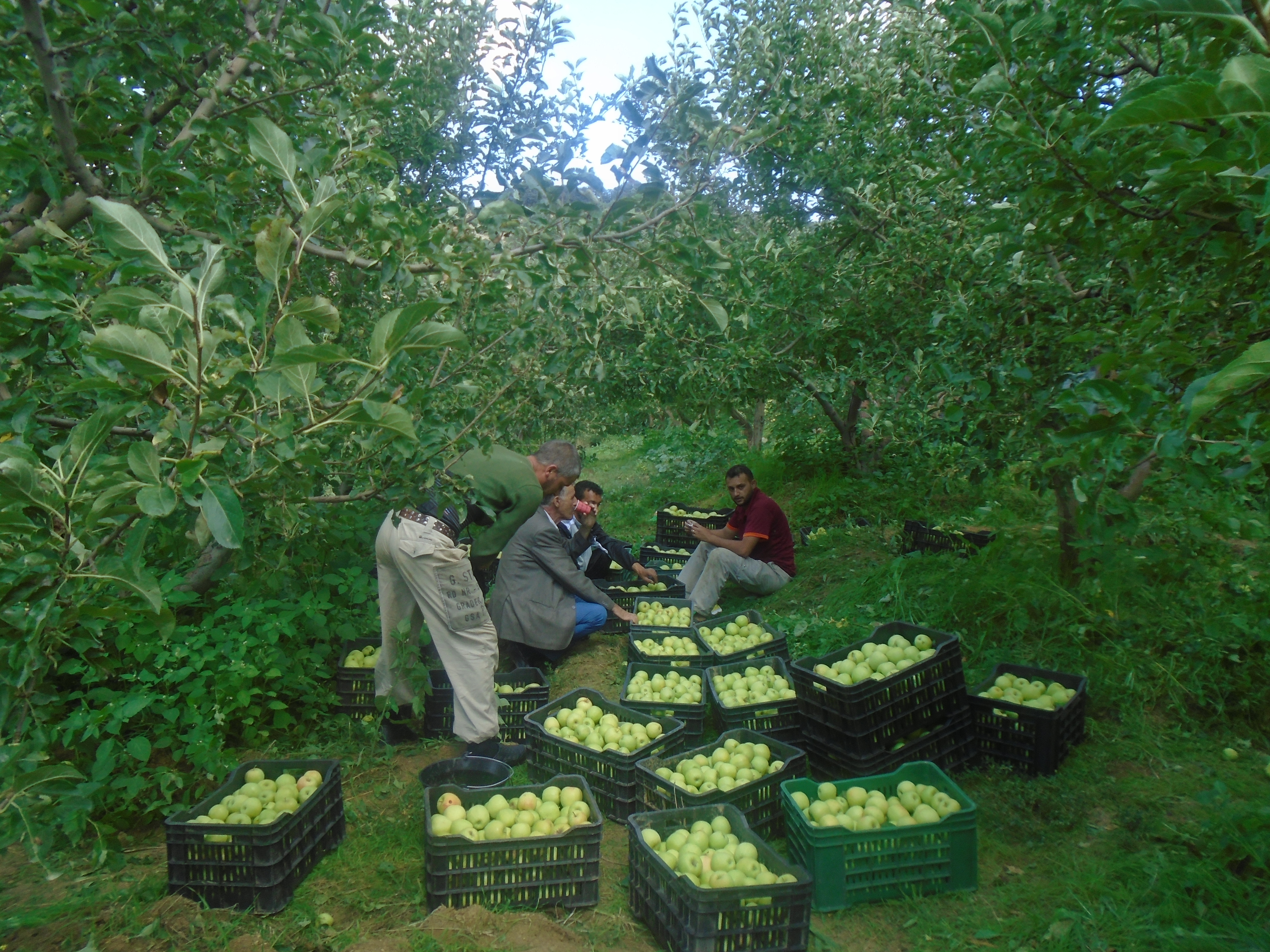 Une production record de la pomme à Yabous ...Khenchela...