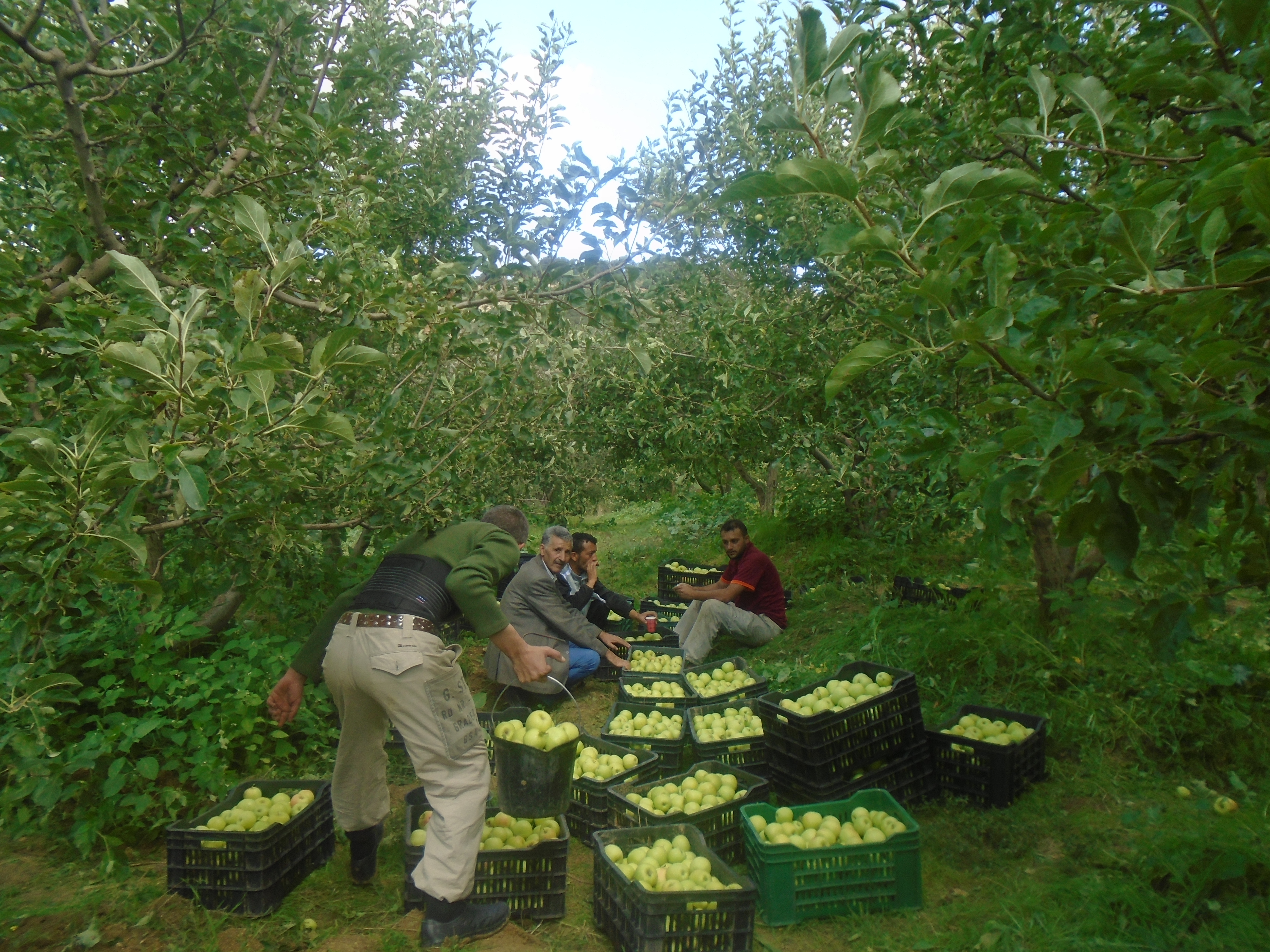 Une production record de la pomme à Yabous ...Khenchela...
