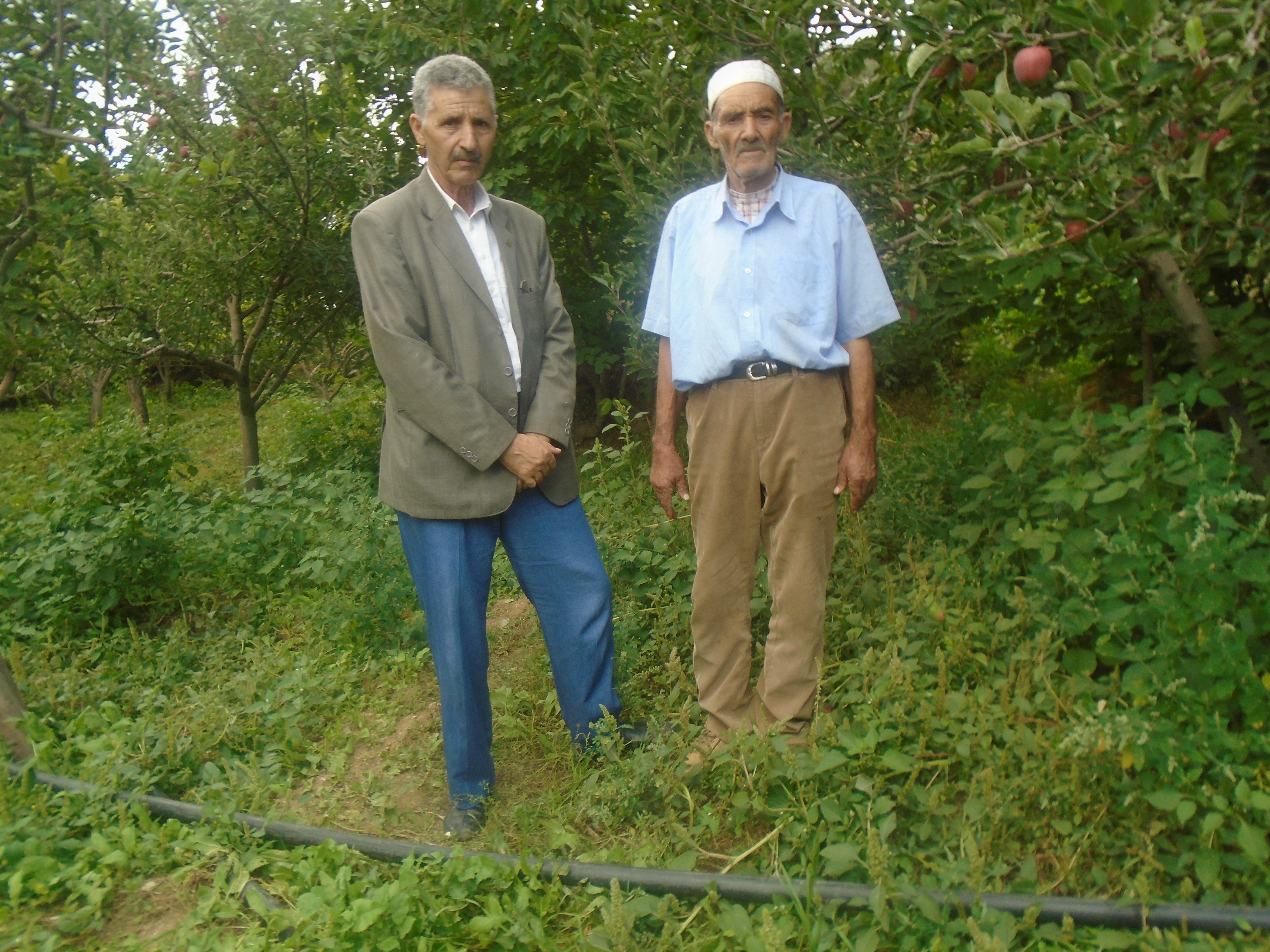 Une production record de la pomme à Yabous ...Khenchela...