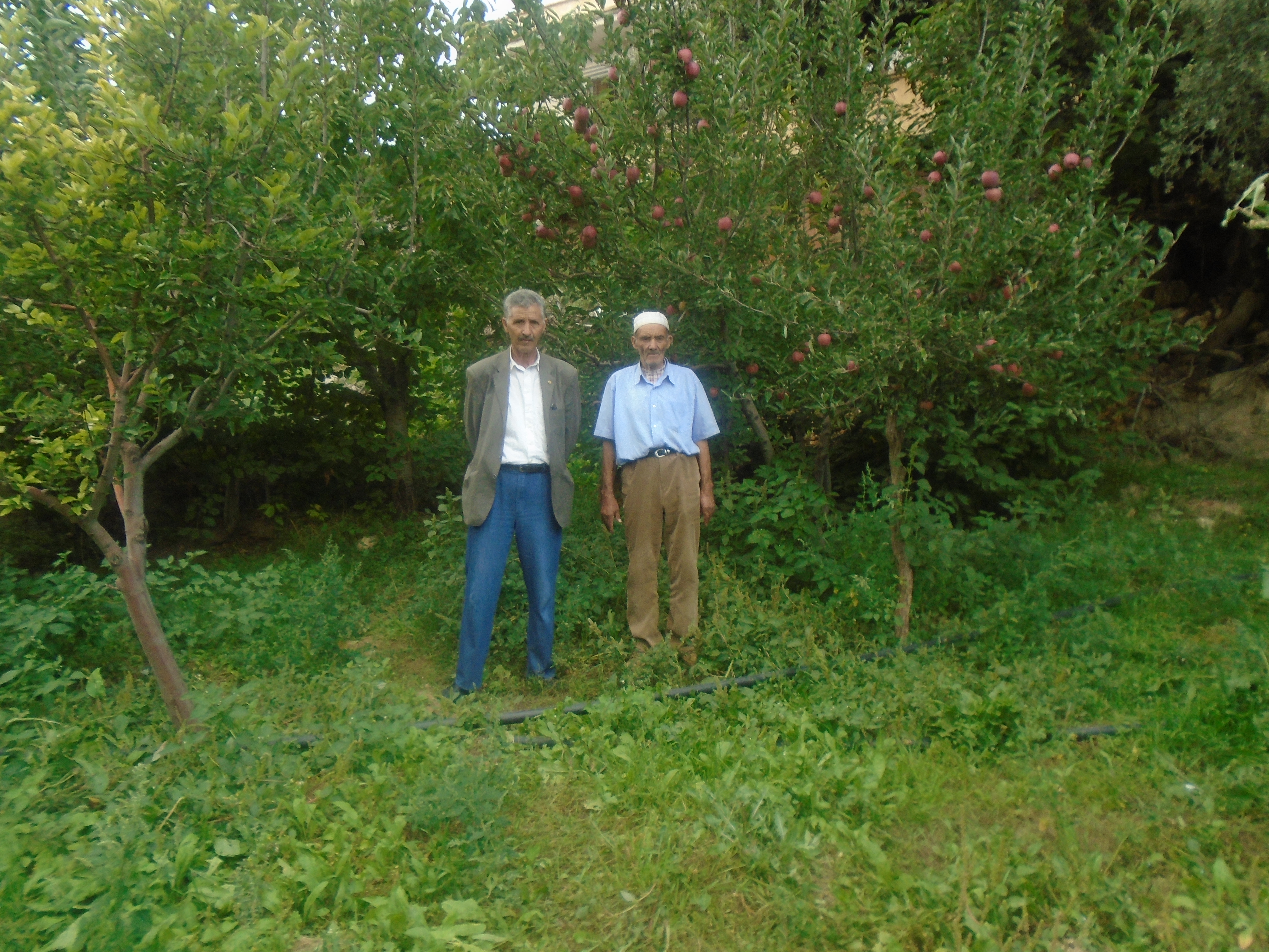Une production record de la pomme à Yabous ...Khenchela...
