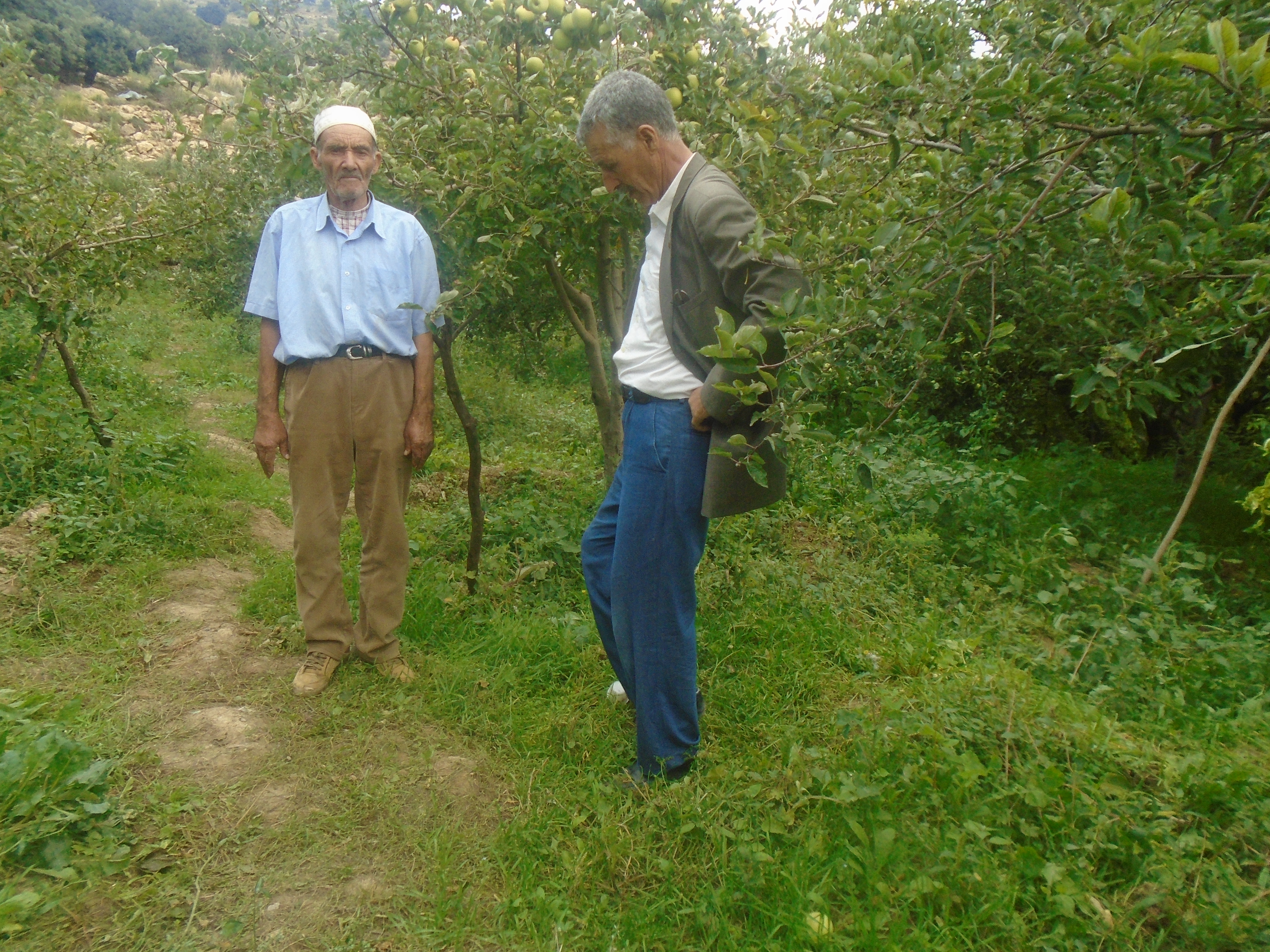 Une production record de la pomme à Yabous ...Khenchela...