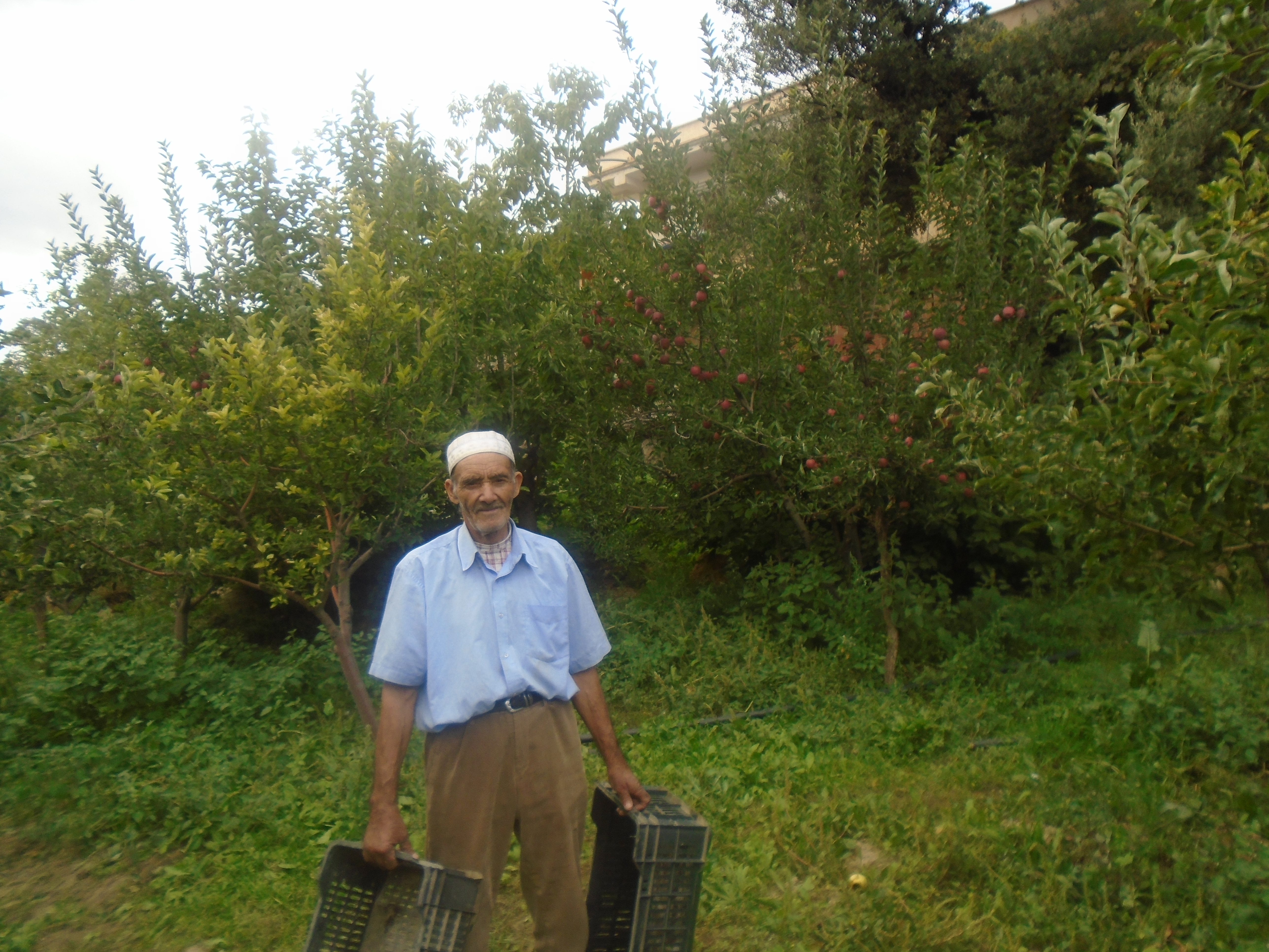 Une production record de la pomme à Yabous ...Khenchela...