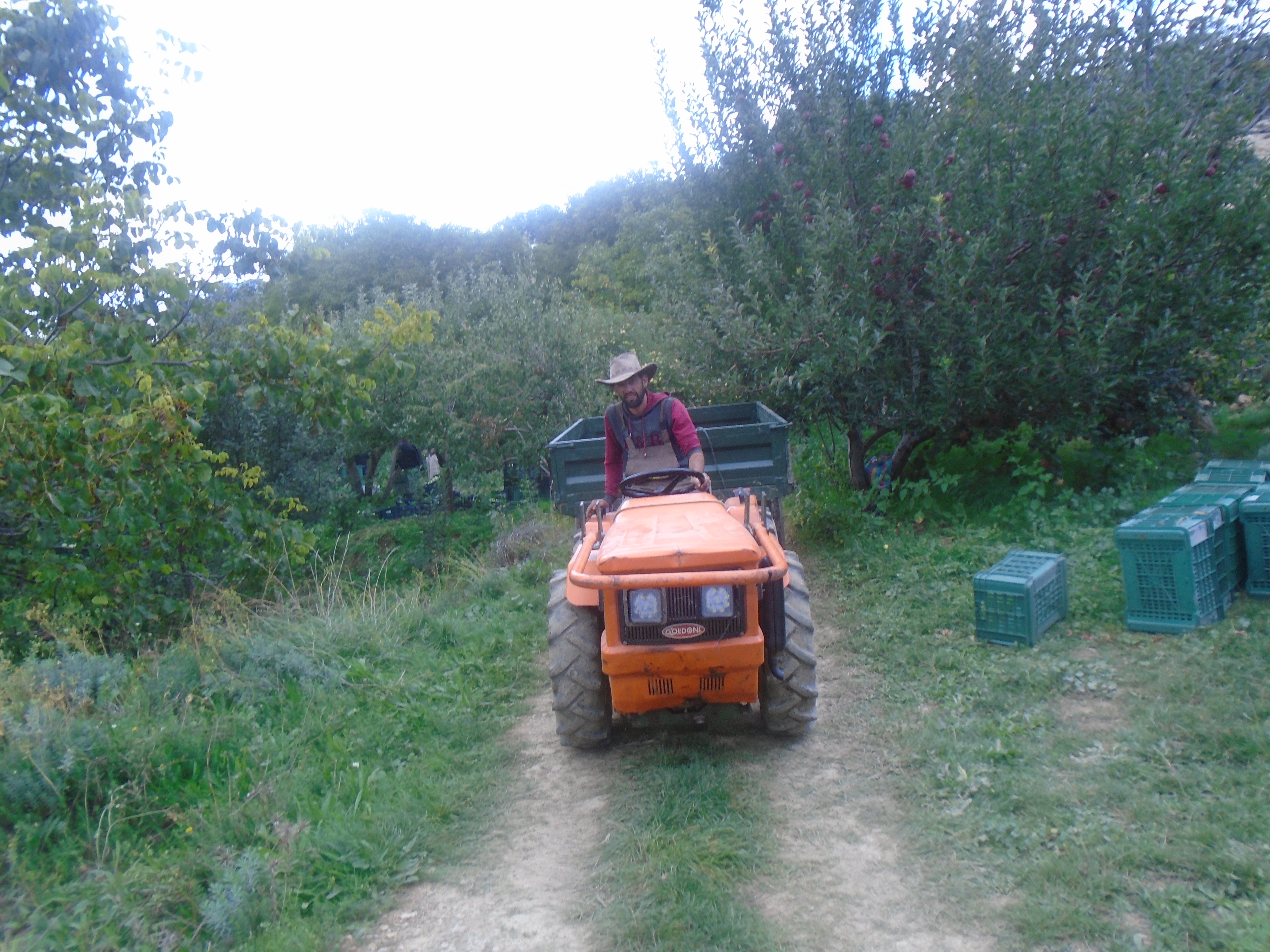 Une production record de la pomme à Yabous ...Khenchela...