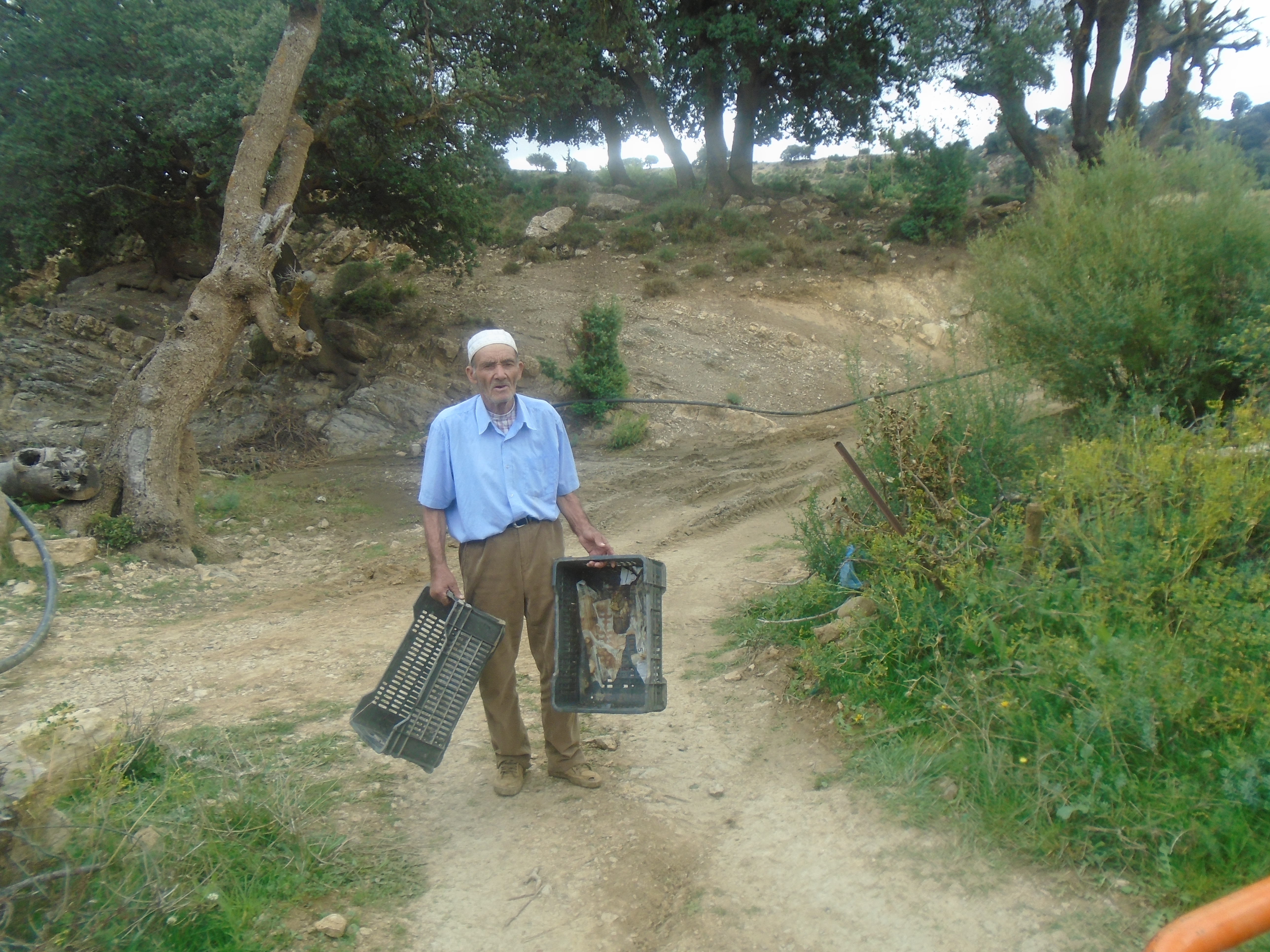 Une production record de la pomme à Yabous ...Khenchela...