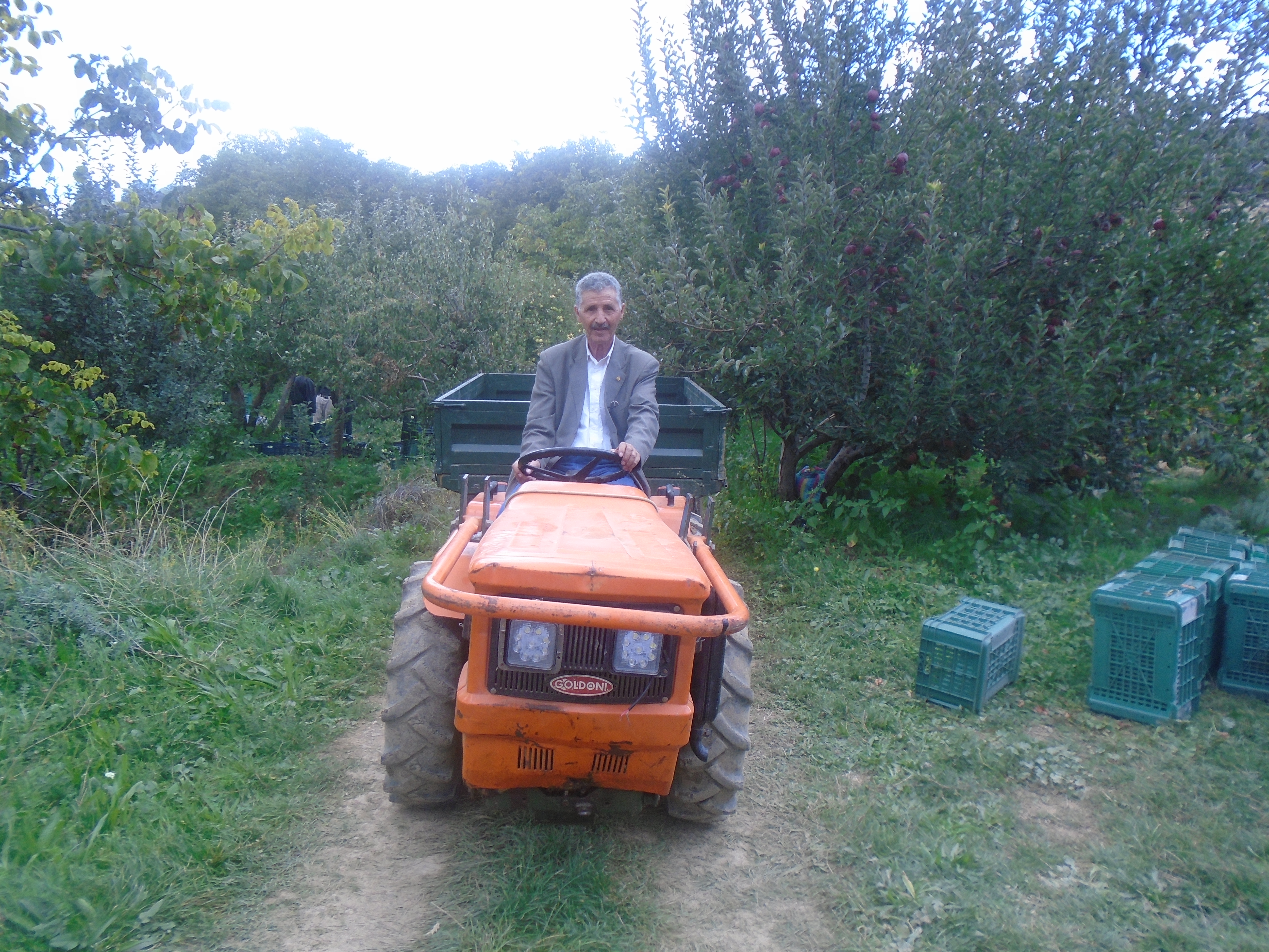 Une production record de la pomme à Yabous ...Khenchela...