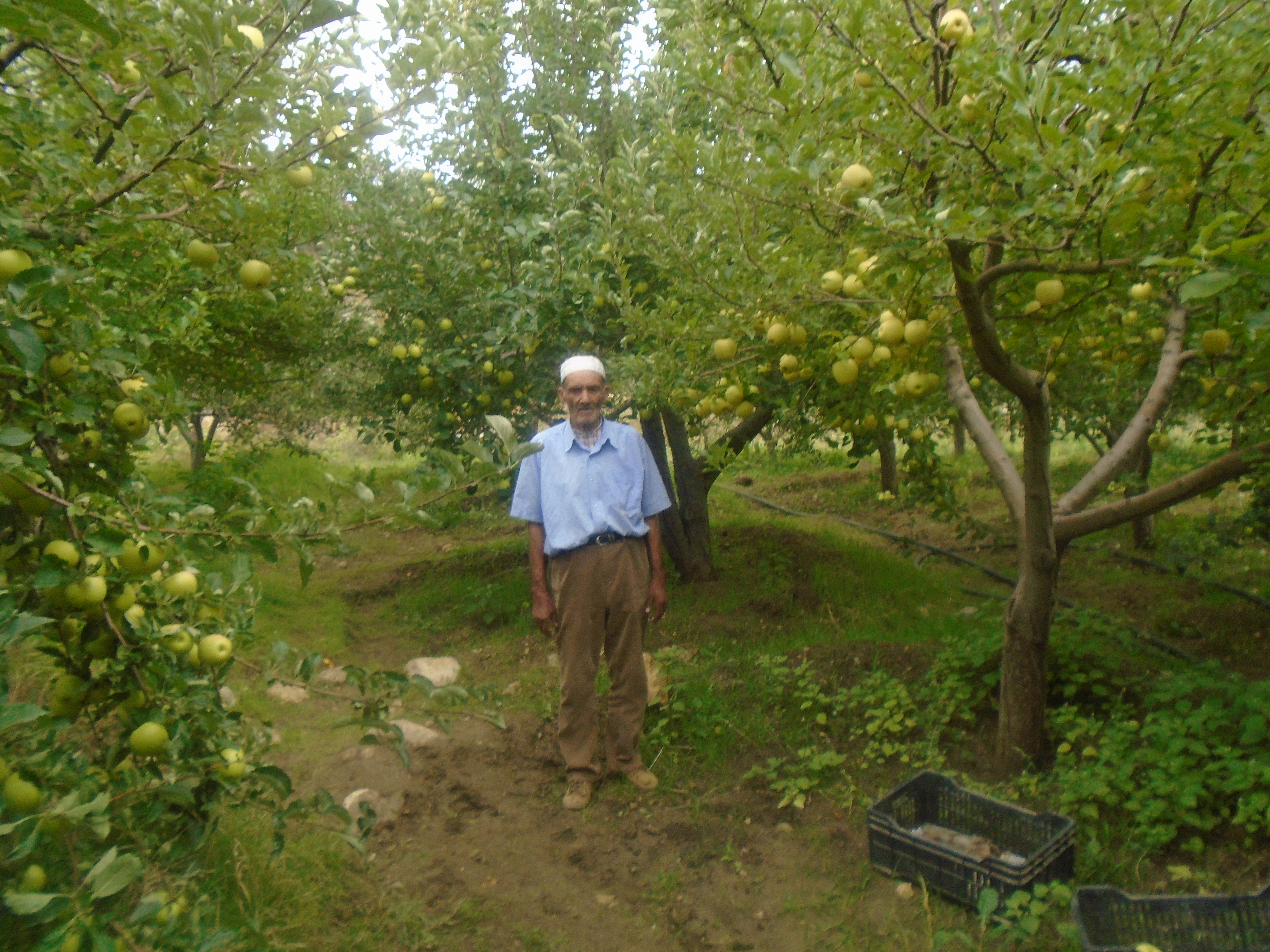 Une production record de la pomme à Yabous ...Khenchela...