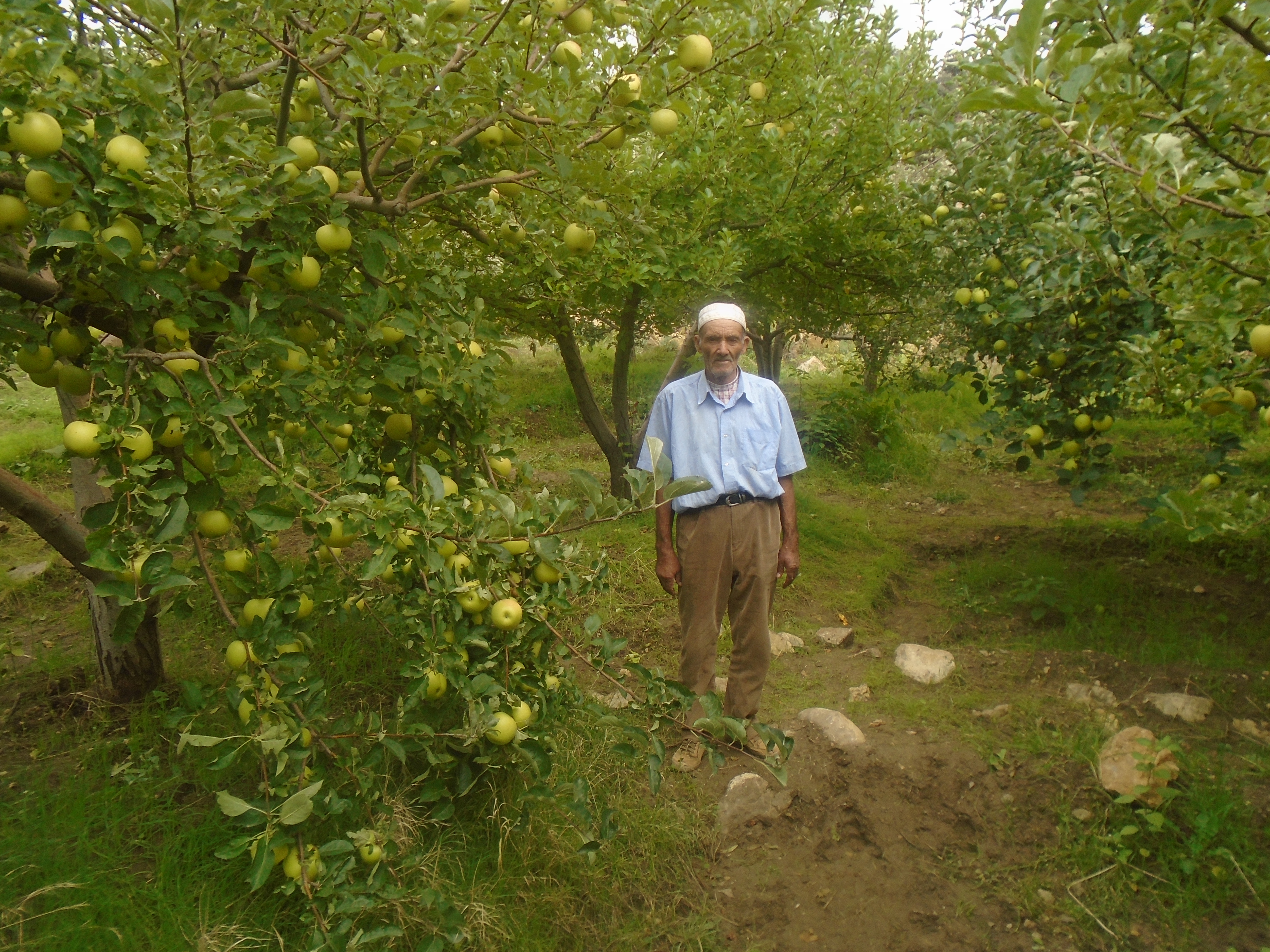 Une production record de la pomme à Yabous ...Khenchela...