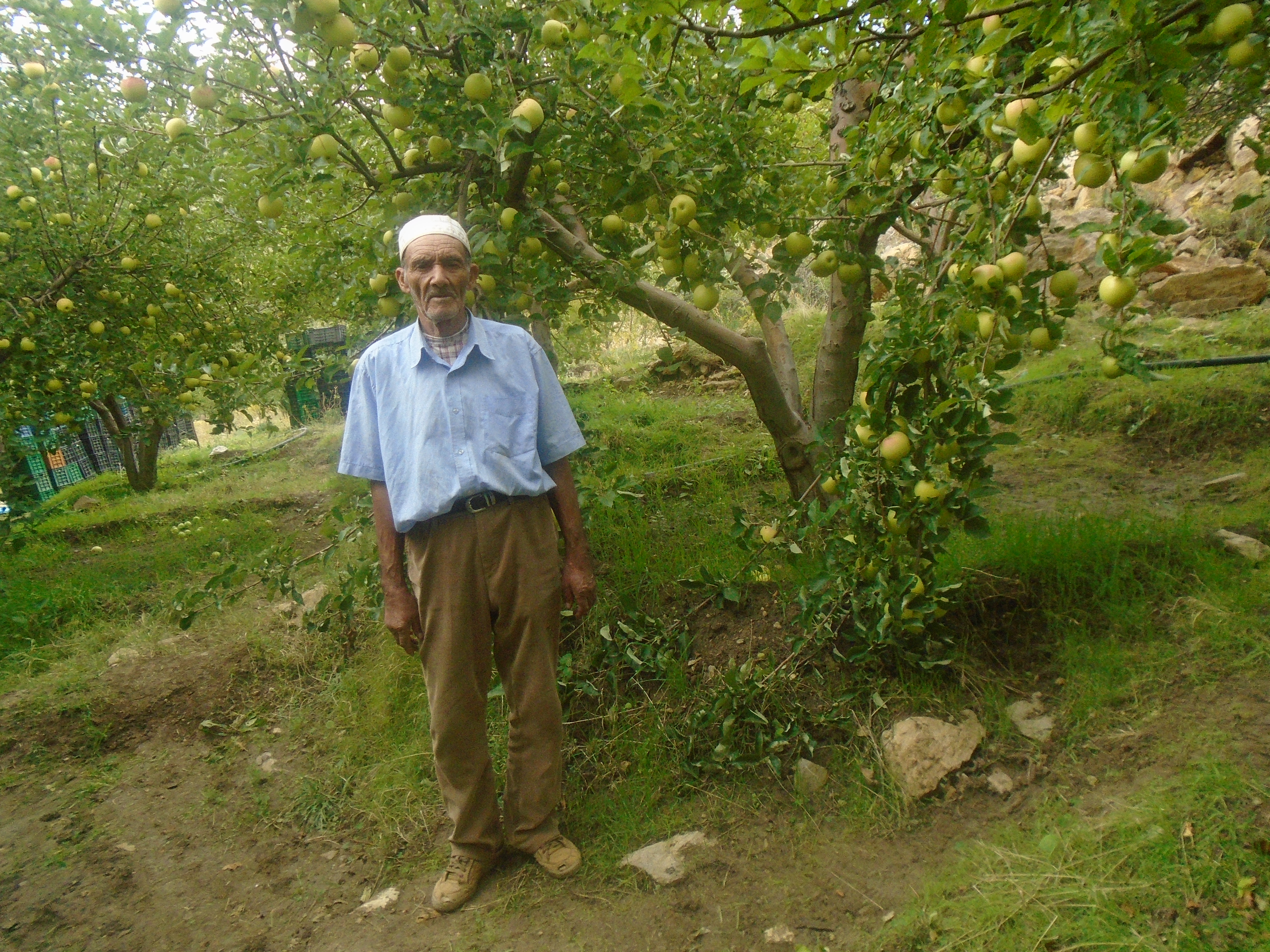 Une production record de la pomme à Yabous ...Khenchela...