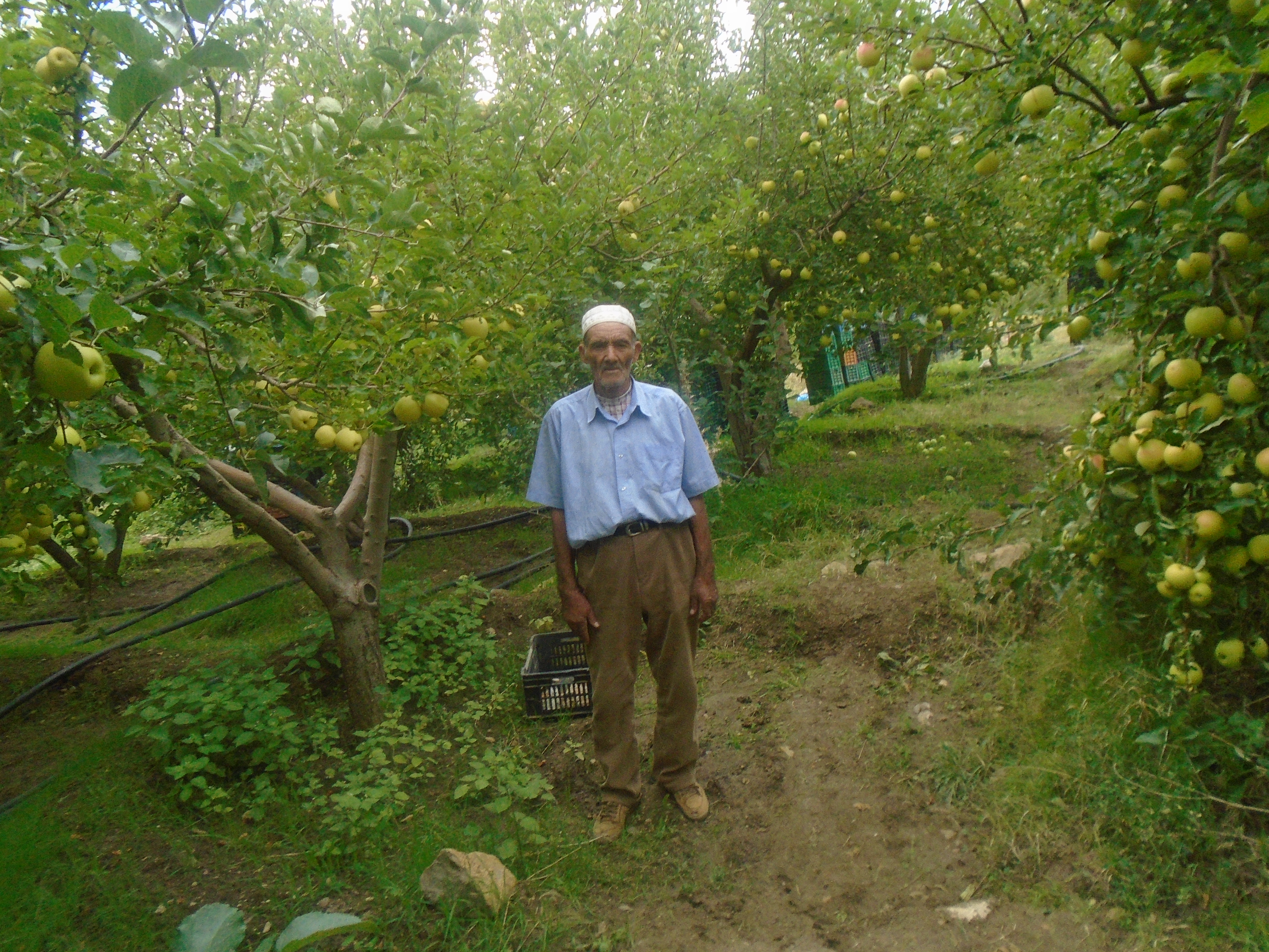 Une production record de la pomme à Yabous ...Khenchela...
