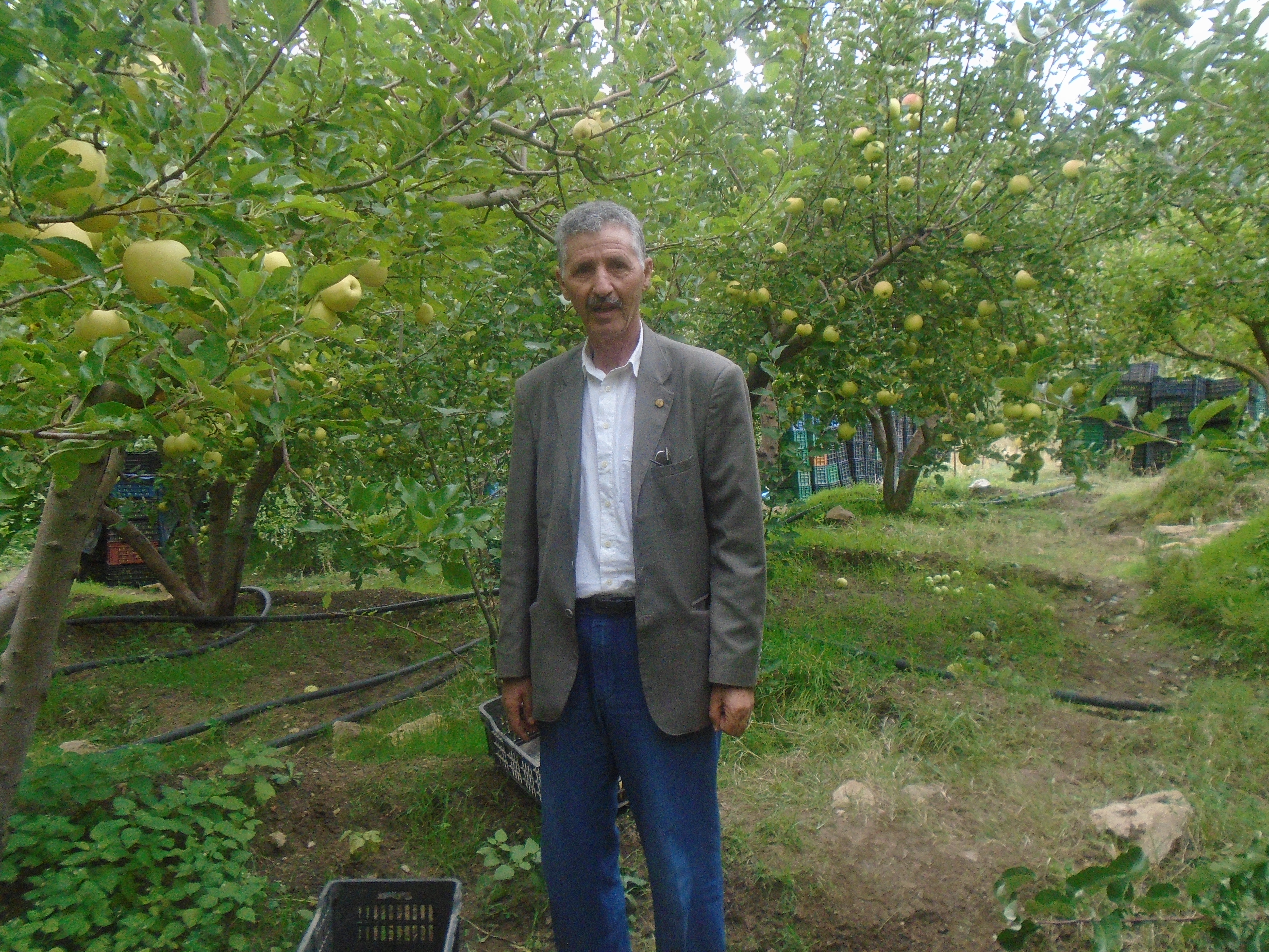 Une production record de la pomme à Yabous ...Khenchela...