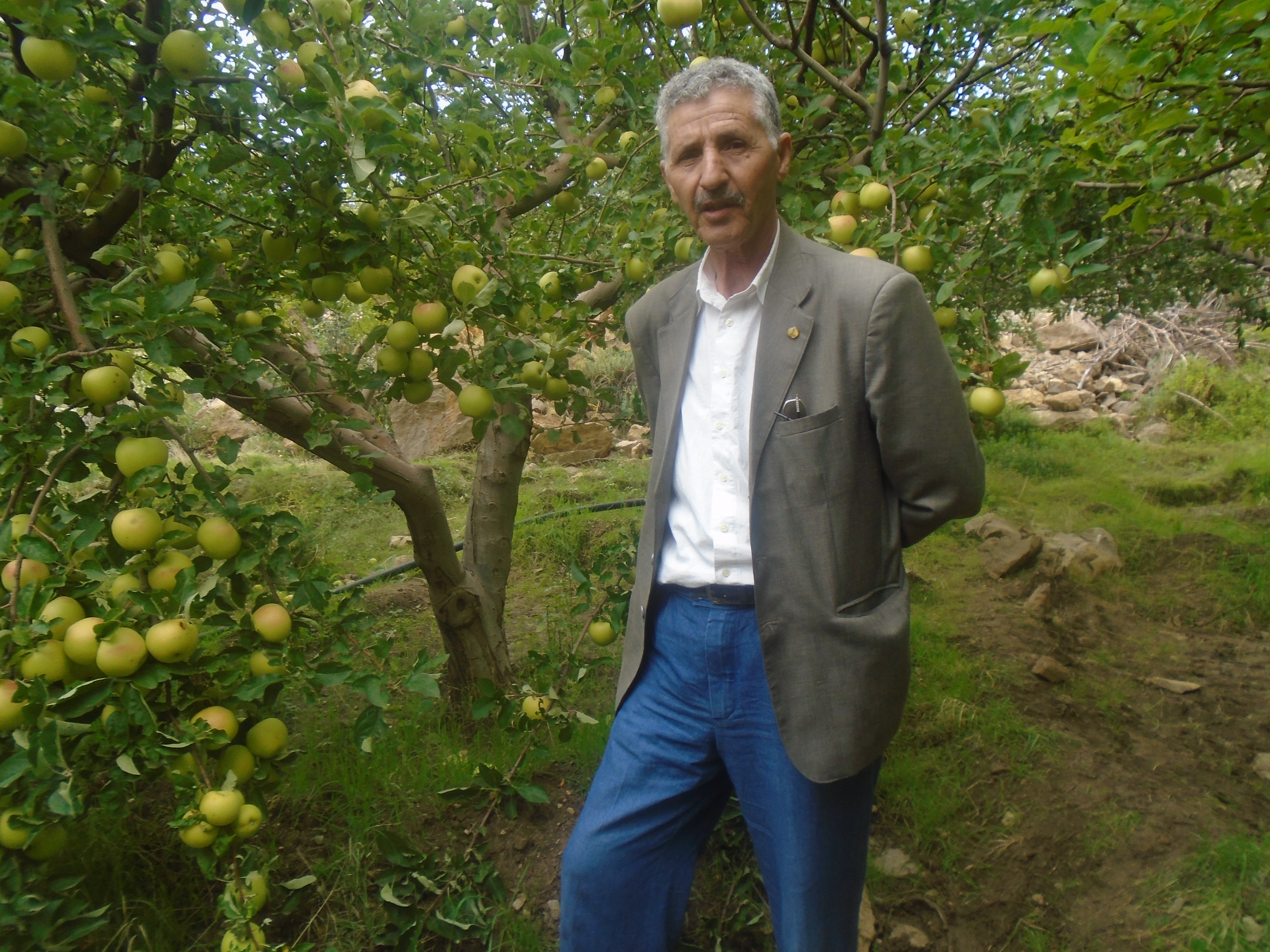 Une production record de la pomme à Yabous ...Khenchela...