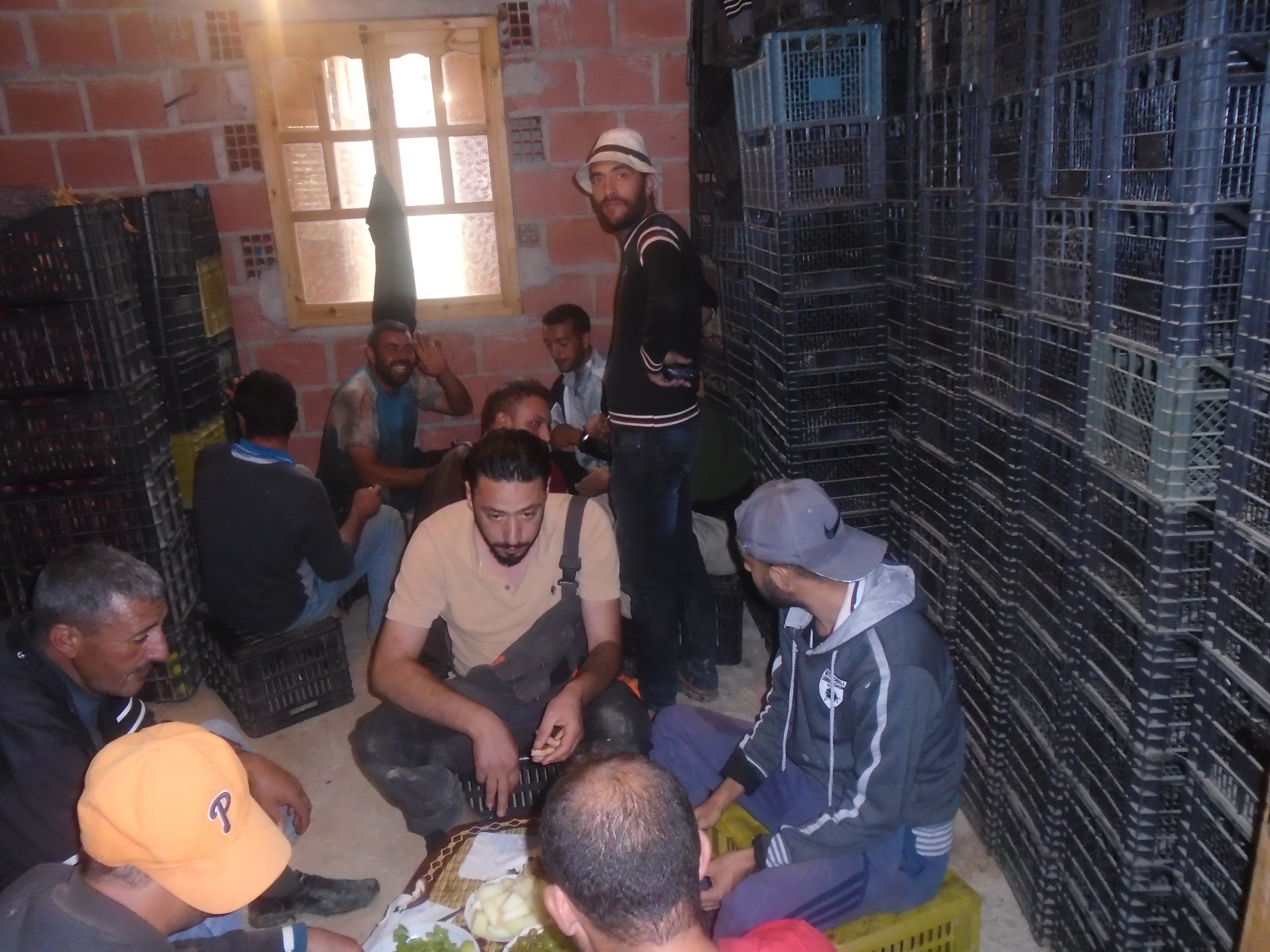 Une production record de la pomme à Yabous ...Khenchela...