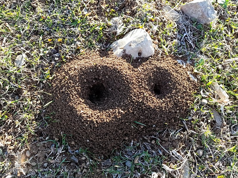 Fourmilière dans une foret de Ain Ghraba