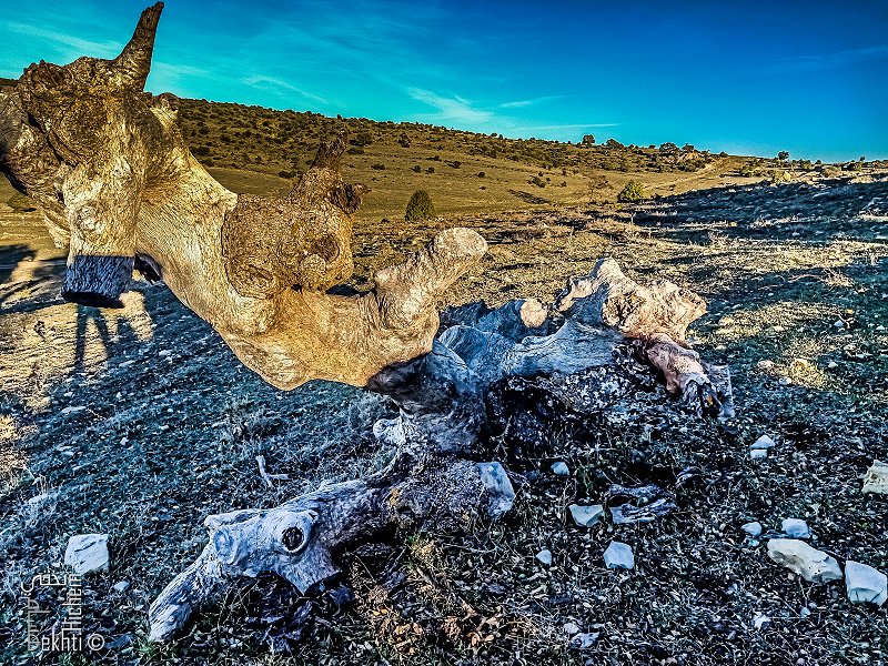 Vieux chêne mort mais qui recèle des trésors insoupçonnées