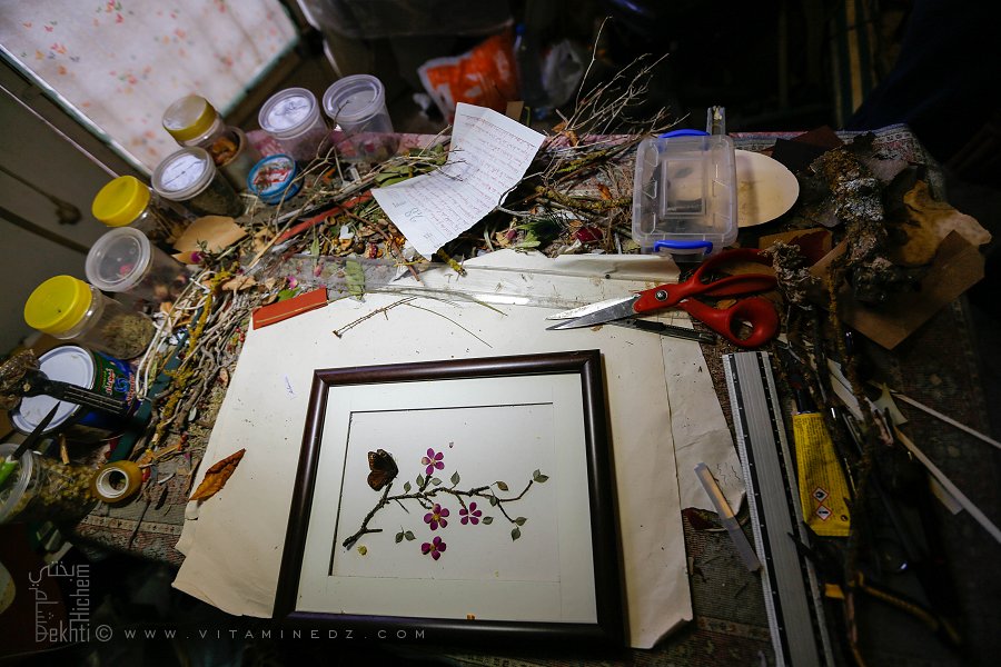 Tableaux sous forme d'herbier réalisés par l'herboriste de Tlemcen Sid Ahmed Boubker