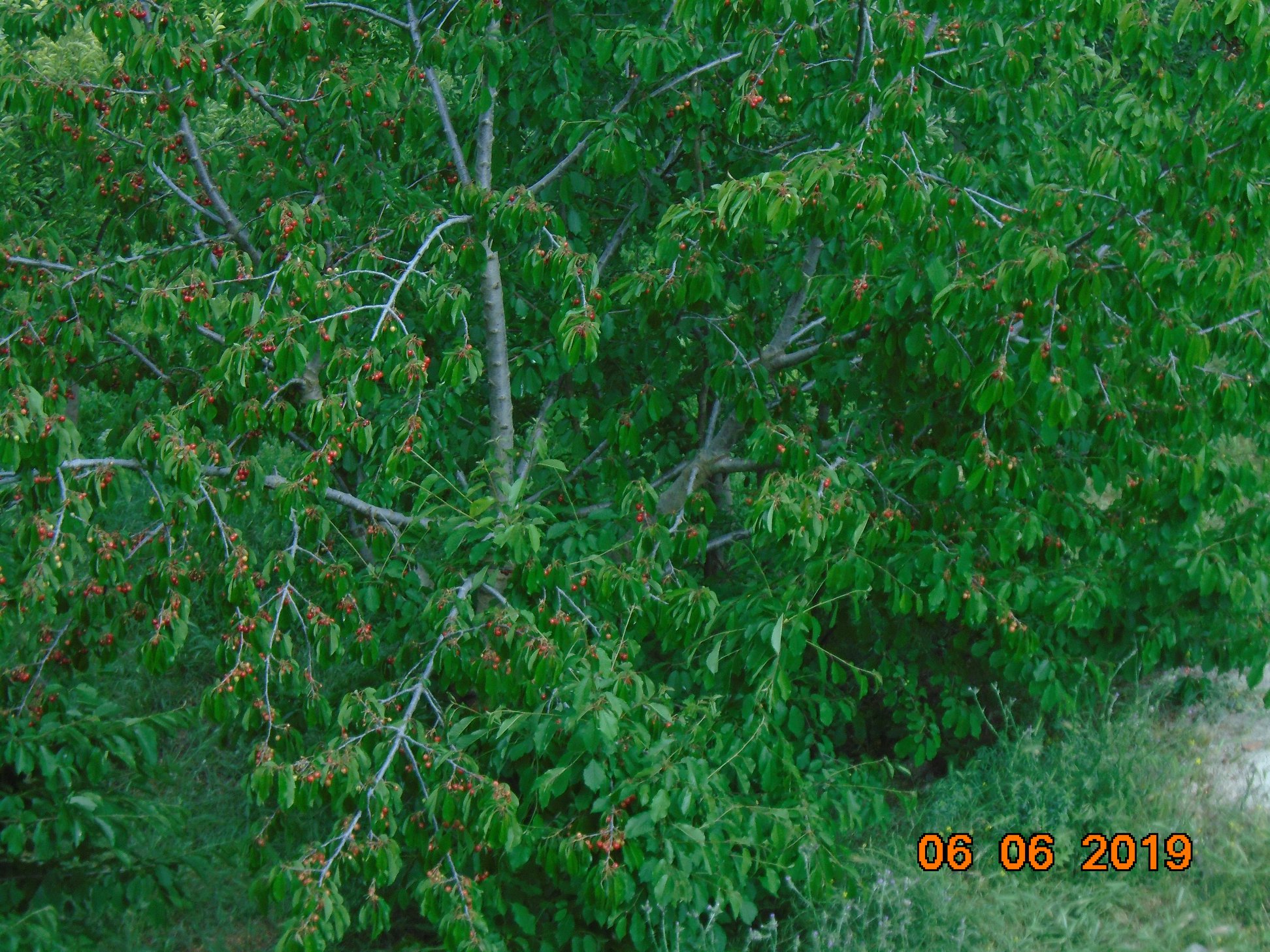 الطبيعة بجبال شليا مع فصل الربيع