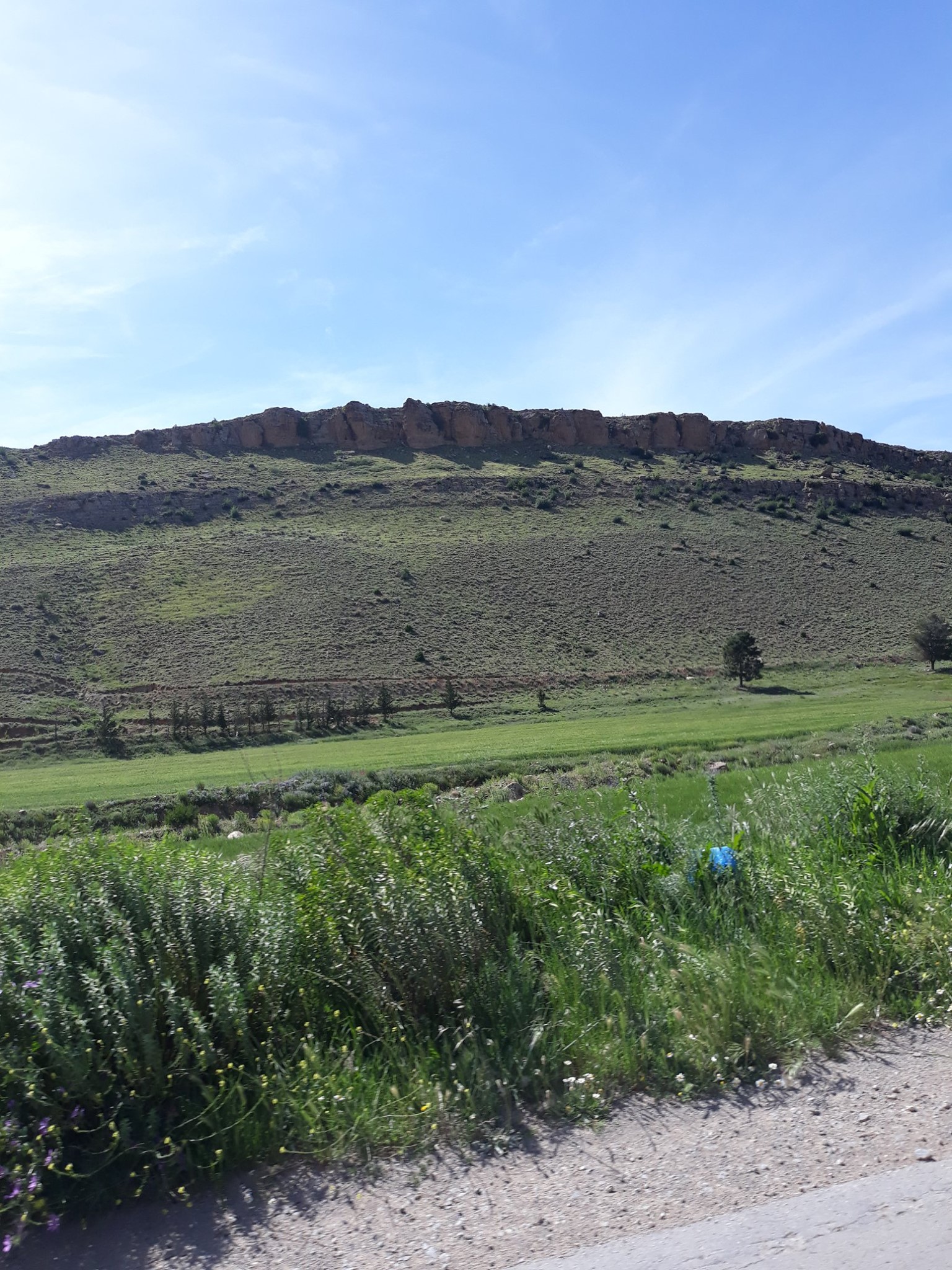 ويعود الربيع وتعود الحياة للطبية.