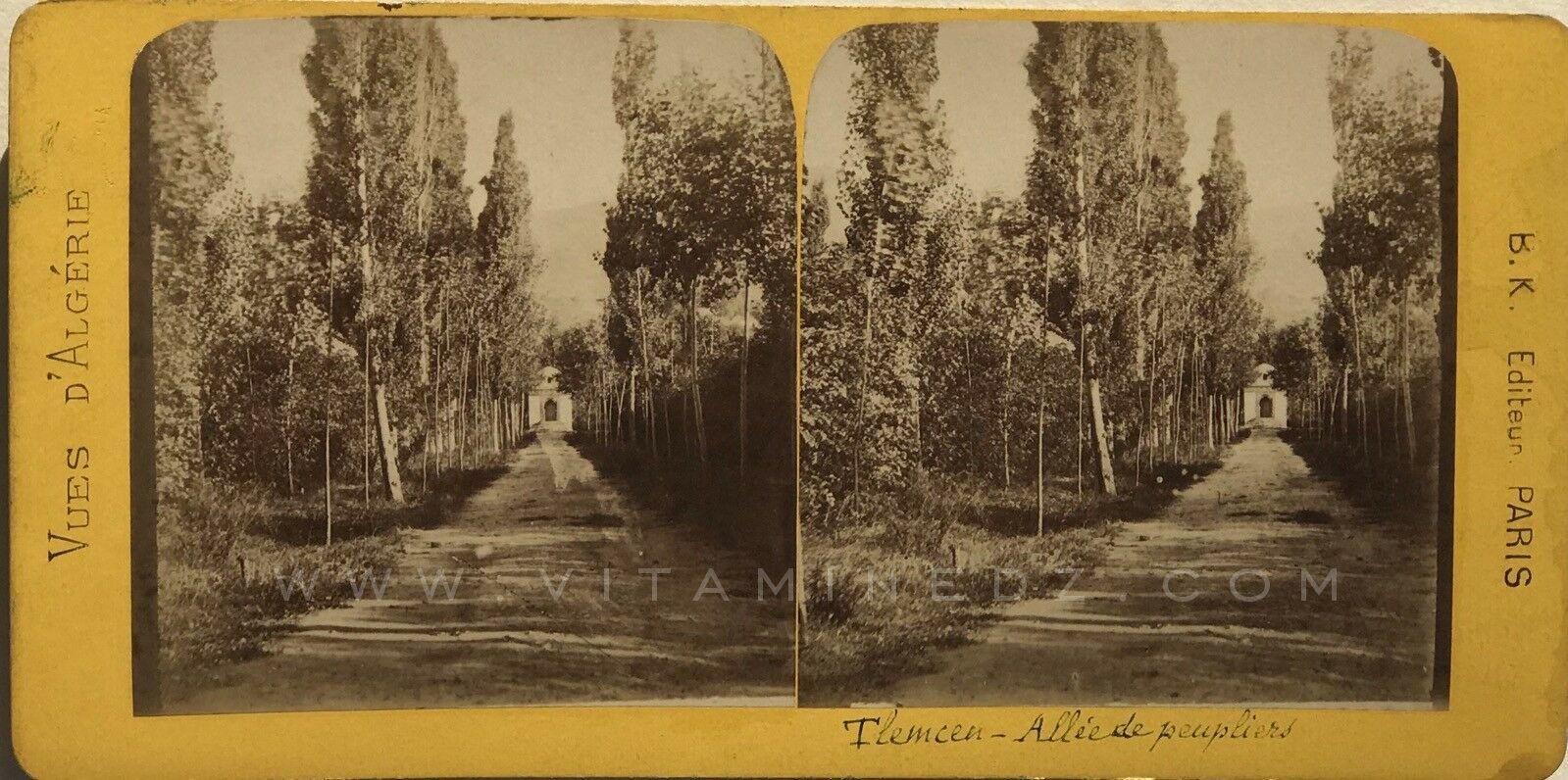 Tlemcen, photo ancienne de l'allée des peupliers