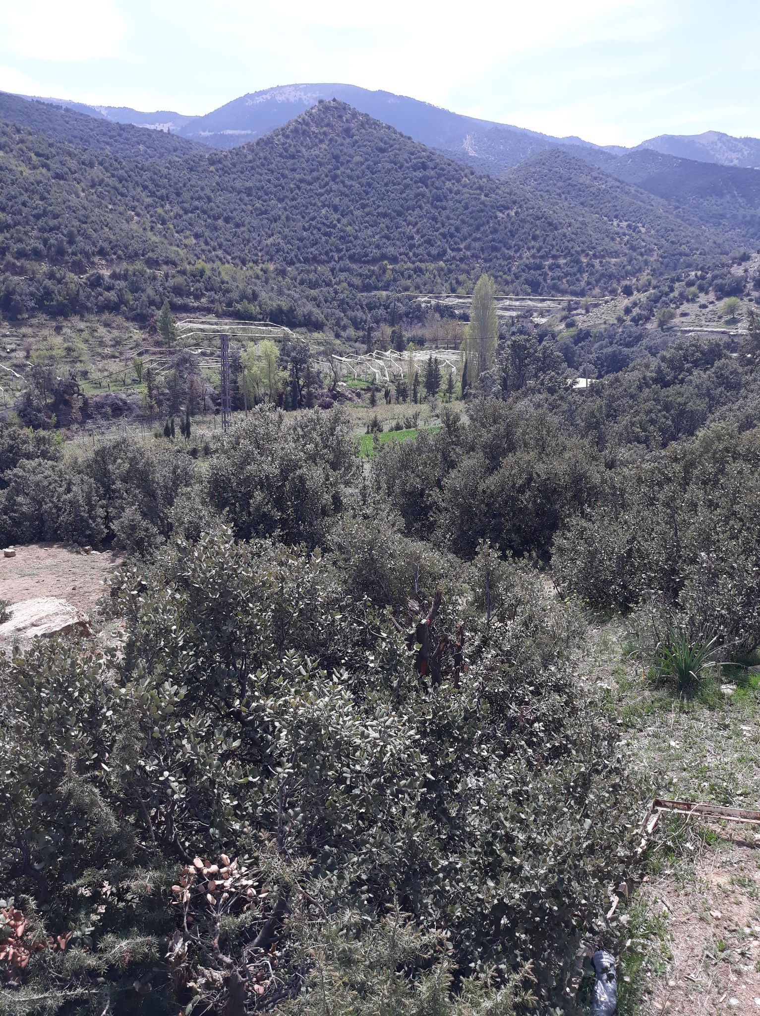 الكانطينة في فصل الربيع انها عروس جبل شليا.