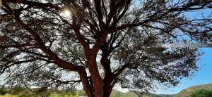 Olivier centenaire du côté de Zaylou